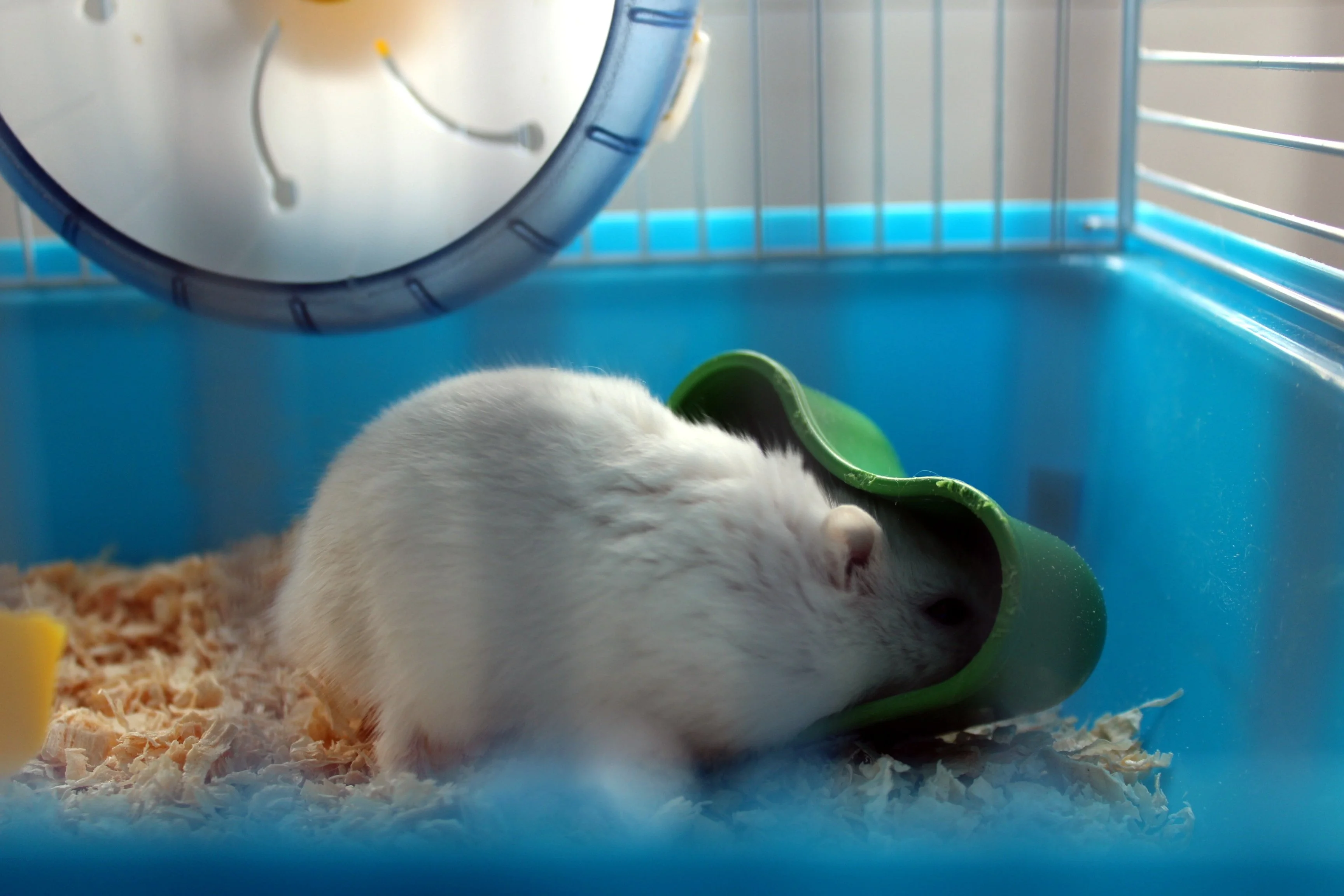 Tierversuche Hamster - Pixabay