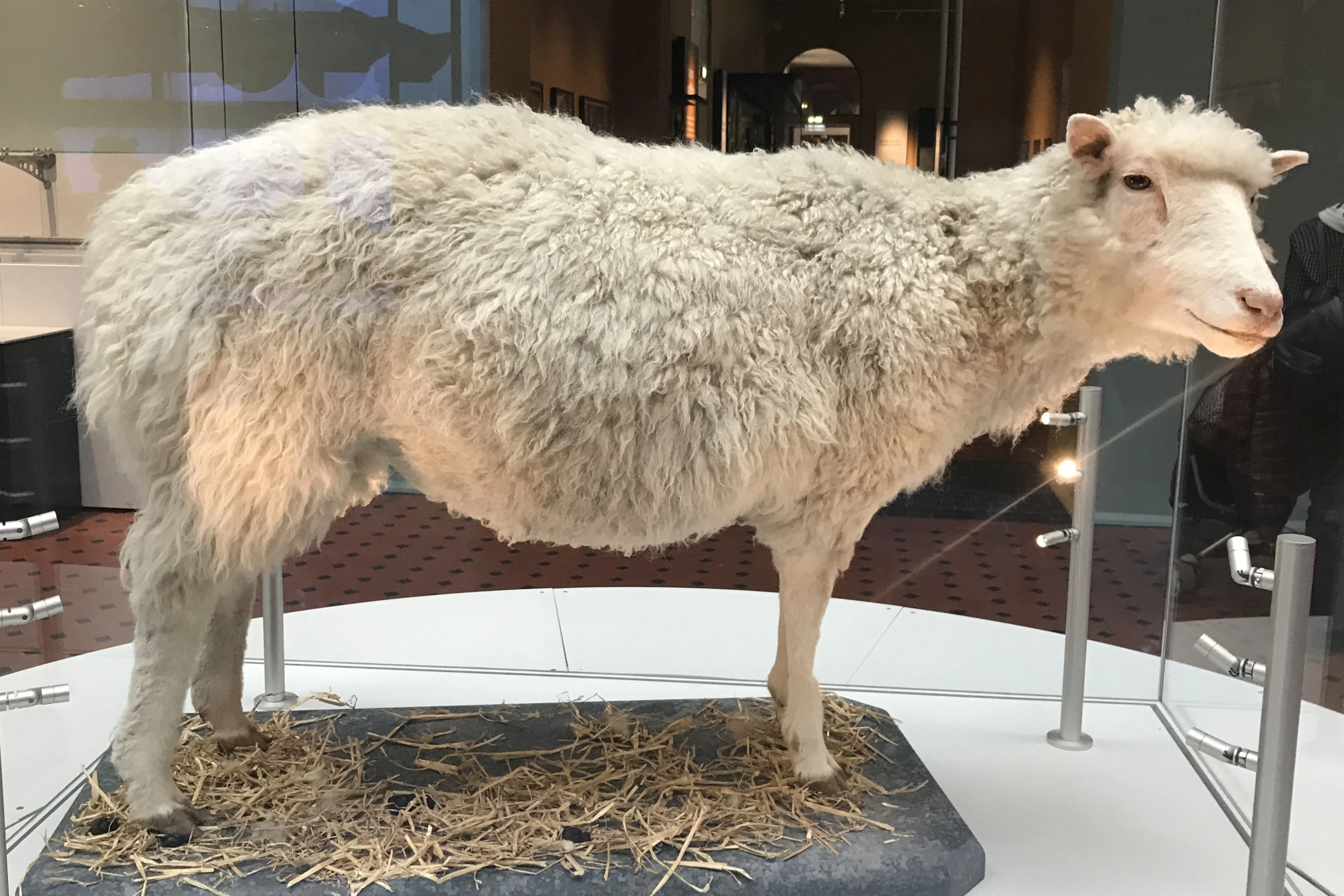 Klonschaf Dolly